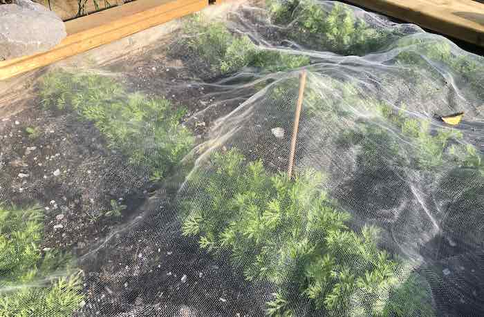 Fine insect protection mesh over a bed of carrots