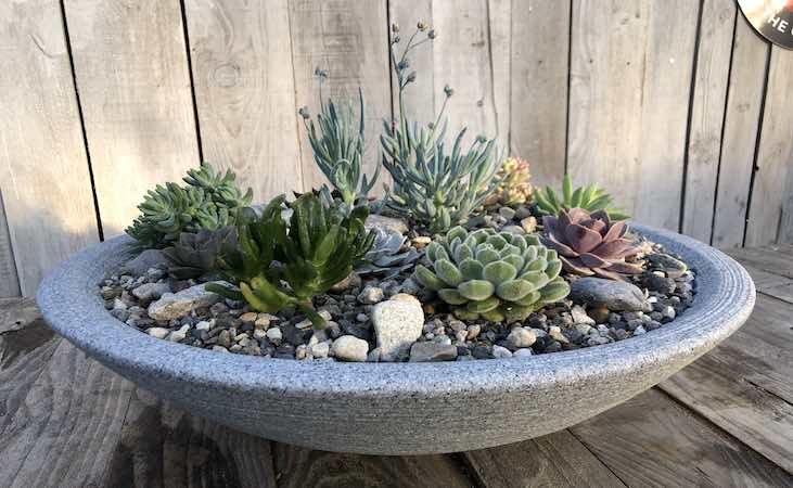 finished succulent bowl display