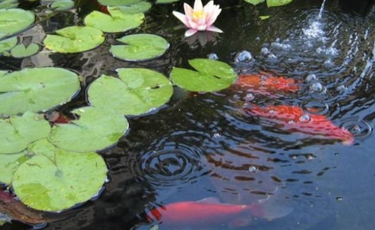 fish and lilies in a garden pond fish and lilies in a garden pond