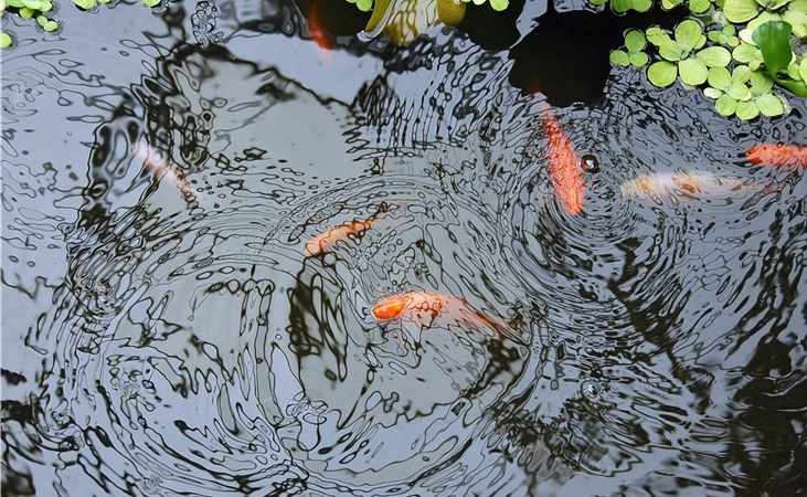 small fish visible under the surface of a pond