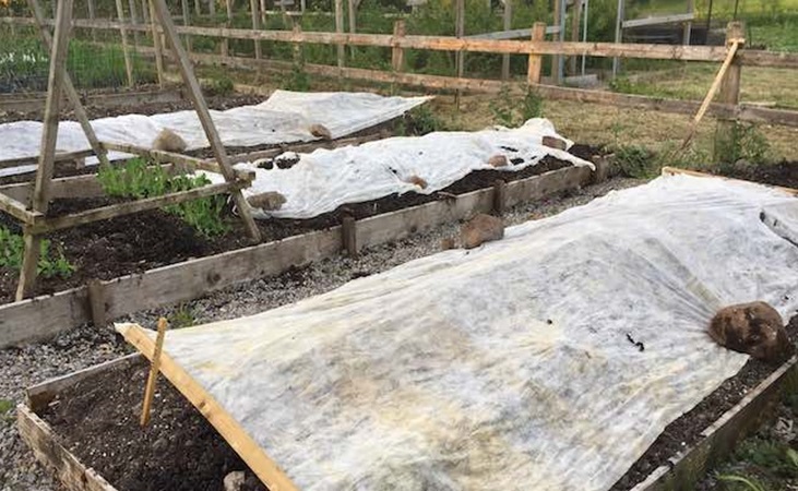 Fleece covering over potatoes in raised bed