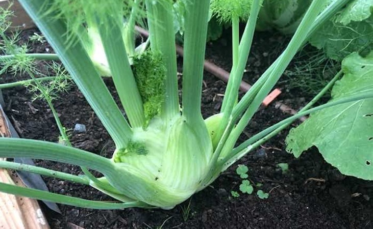 Florence fennel in the polytunnel