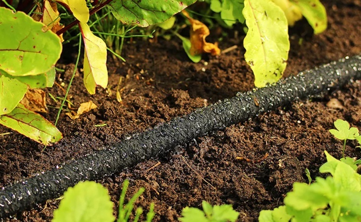 a Soaker Hose laid on soil a Soaker Hose laid on soil