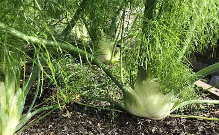 Florence fennel Florence fennel