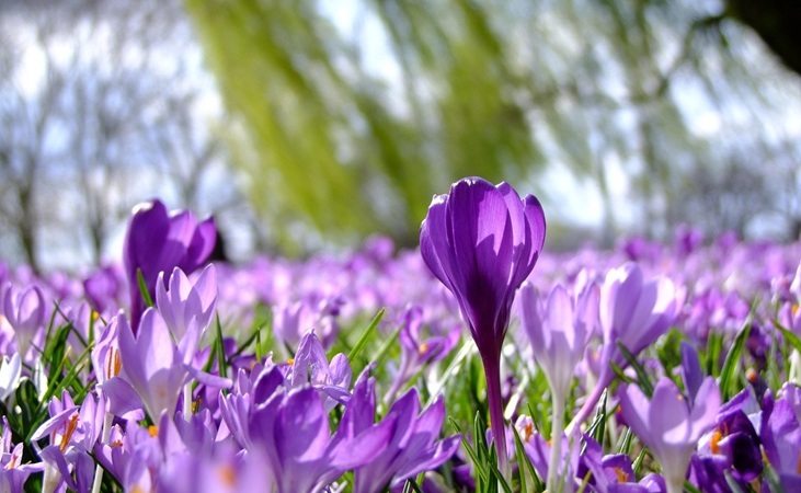 Crocus flowers in meadow