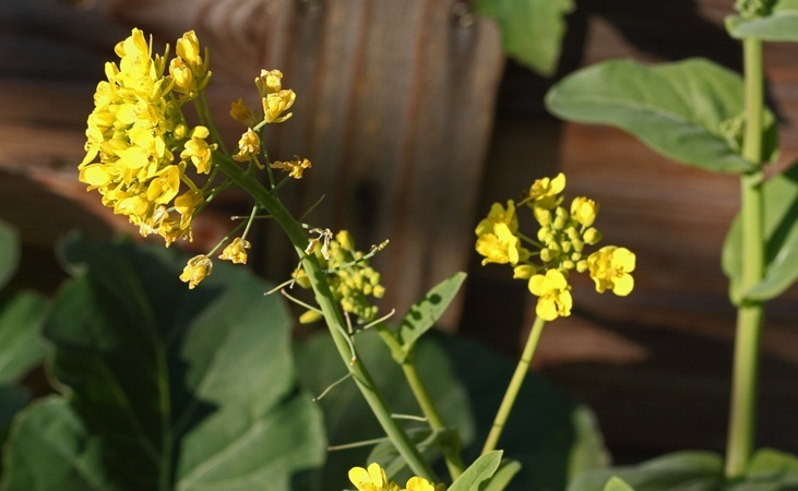 a Pak Choi plant sending up flowers a Pak Choi plant sending up flowers