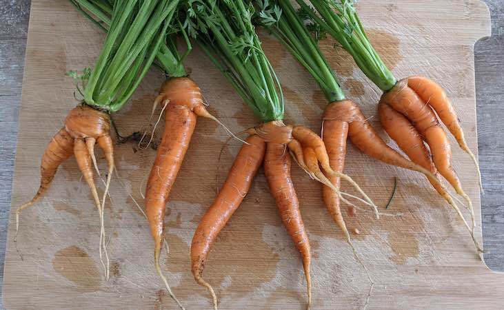 forked carrots forked carrots