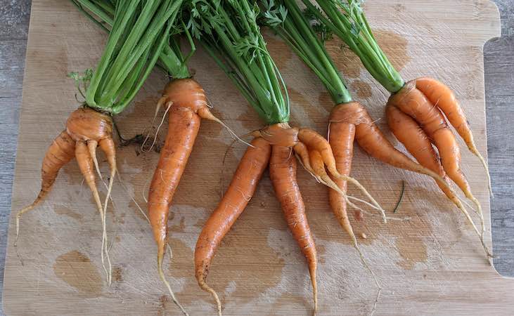 forked carrots