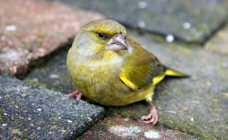 greenfinch