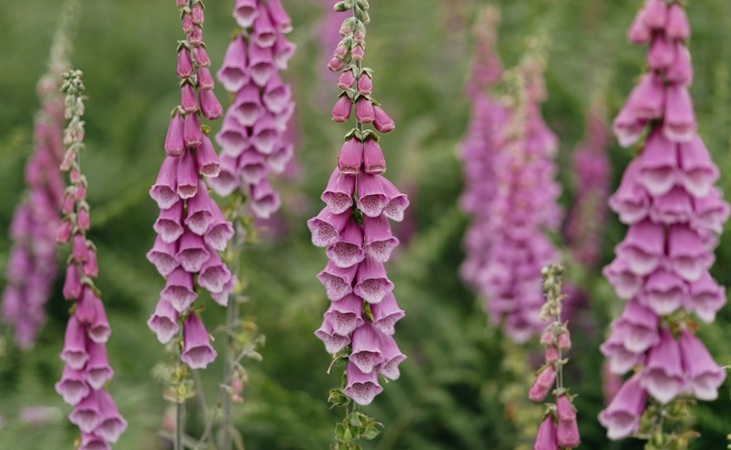 Foxglove wildflowers in a meadow