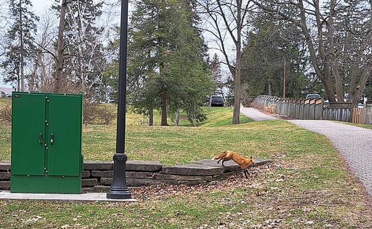 Foxes can be a threat in urban as well as rural areas.