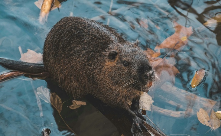 a beaver
