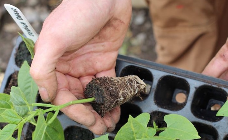 A  seedling being removed from a seedling tray