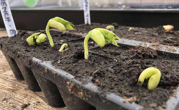 French bean seedlings