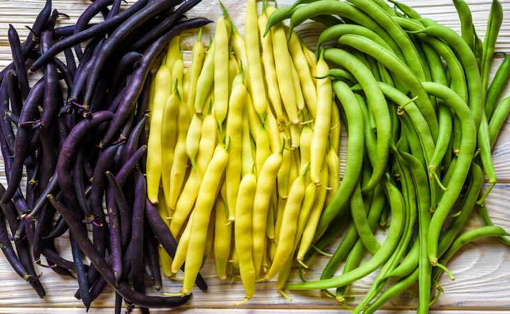French bean clusters in purple, yellow and green