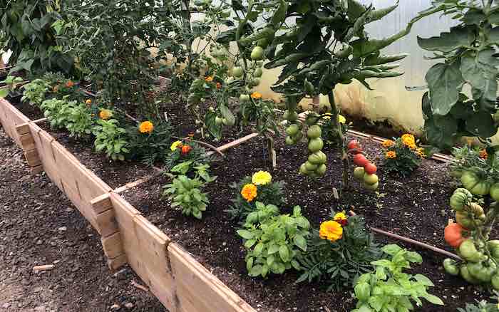 Compantion plant french marigold tomato
