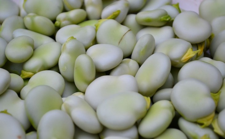 freshly harvested Broad beans