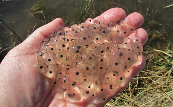 Frogspawn Frogspawn