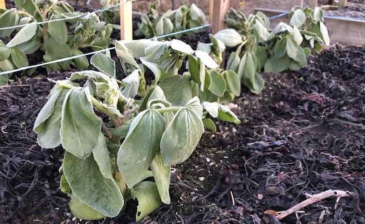 Broad beans after a frost