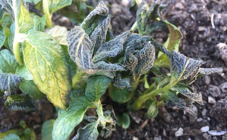 'Mayan Gold' potato foliage with frost damage