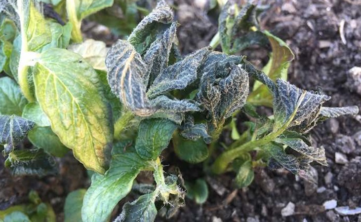 Frost damage on potato foliage