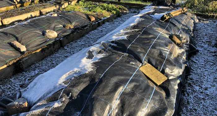 Frost on mypex vegetable garden