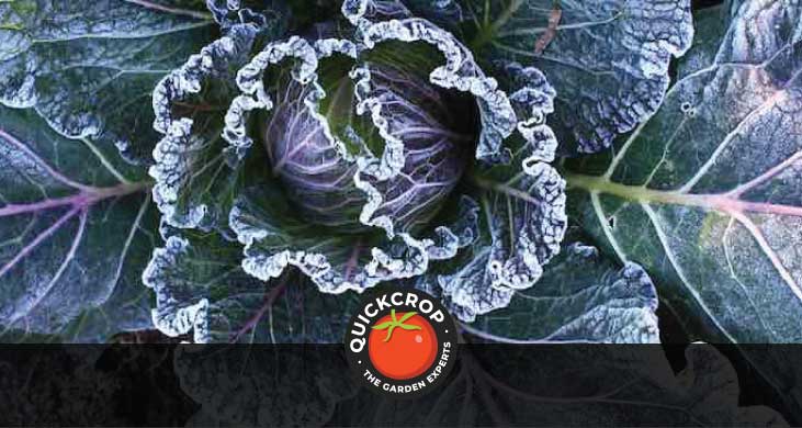 Frosty cabbage crop - header image