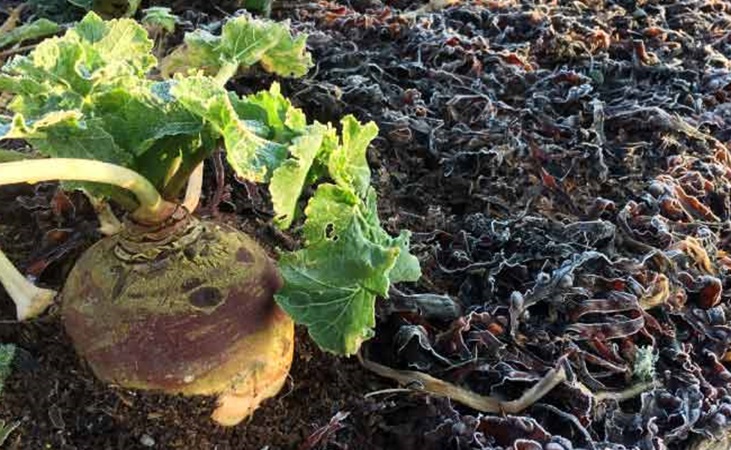 Frosty soil around a turnip plant