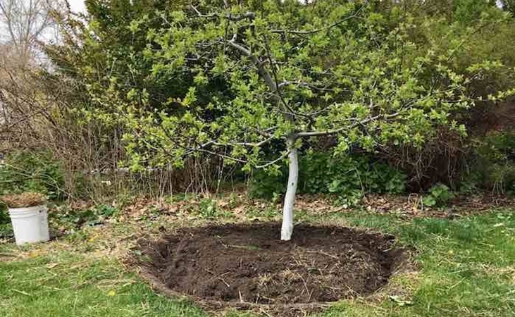Mulched fruit tree