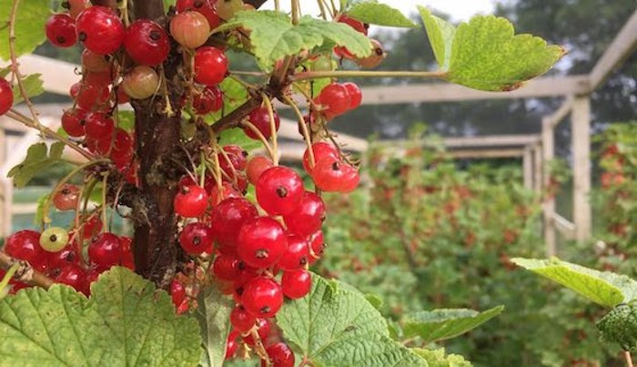 Fruit Garden