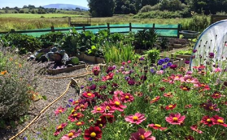 colourful vegetable garden