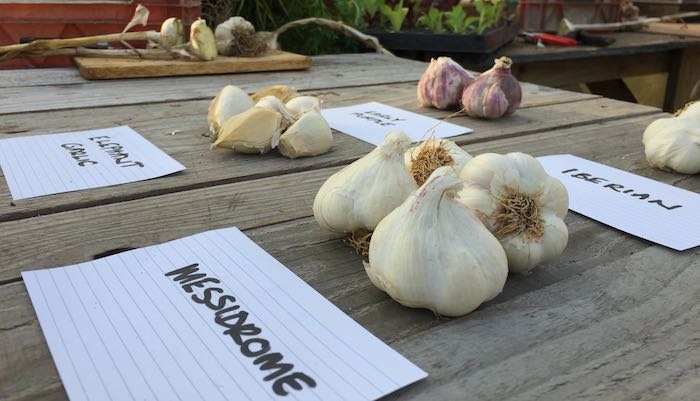 Garlic varieties