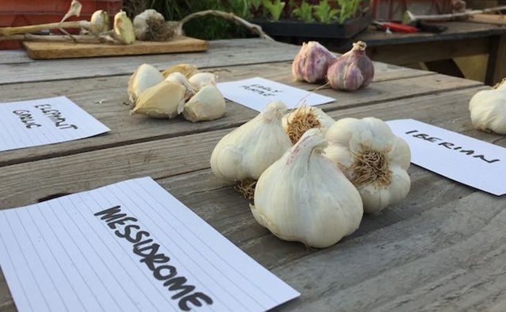 Garlic messidrome, with Elephant garlic and other varieties out of focus