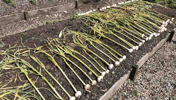 Garlic left out to dry