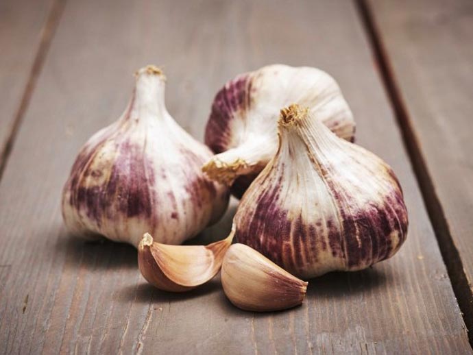 French Garlic Germidour