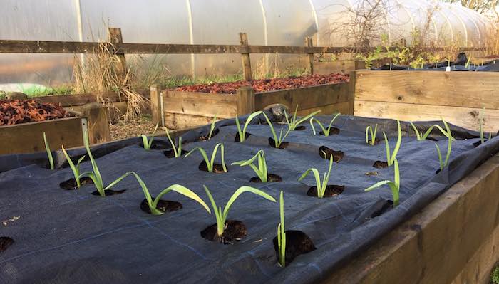 Garlic growing in weed control mat
