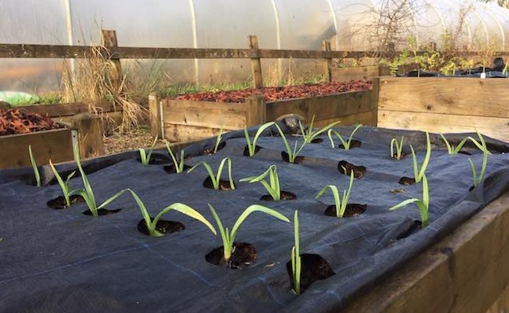 Garlic growing through a Gro Grid mat placed over a raised bed Garlic growing through a Gro Grid mat placed over a raised bed
