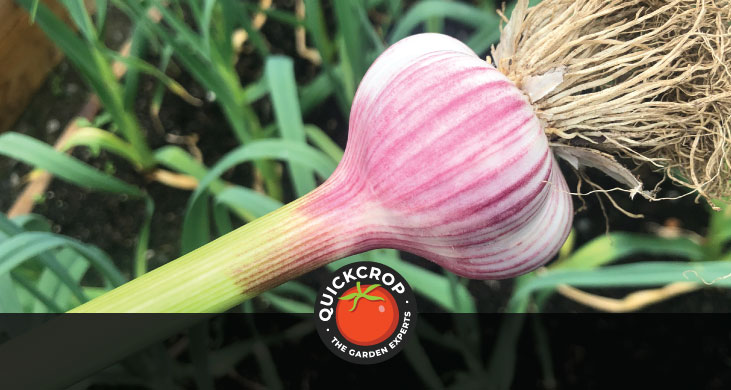garlic header image