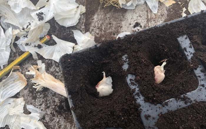 Garlic cloves in module trays