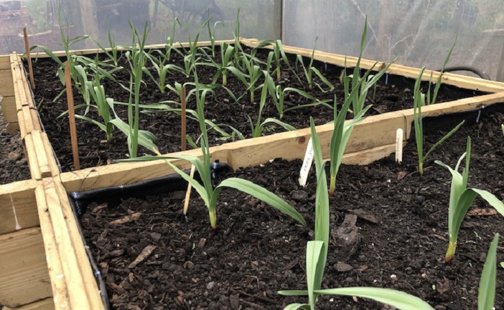 Garlic in raised beds