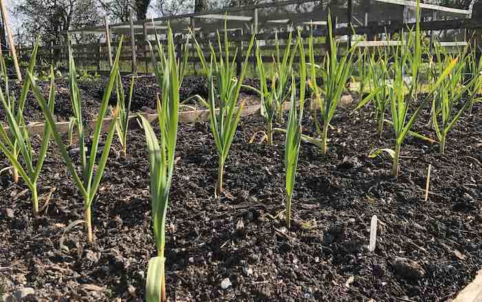 Garlic plants in the vegetable garden