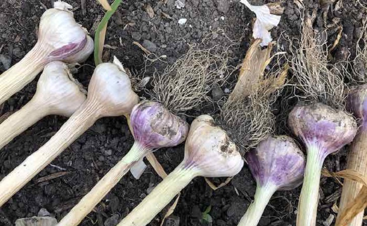 harvesting garlic