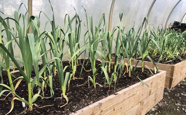 hardneck and softneck garlic growing together in the polytunnel