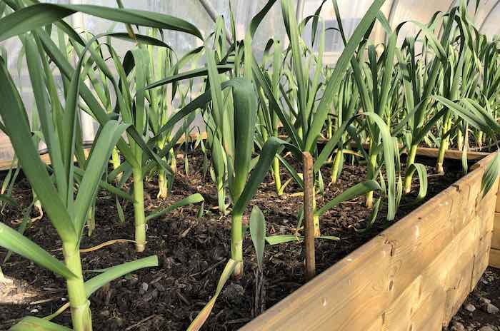 garlic in polytunnel beds garlic in polytunnel beds