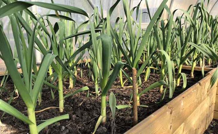 garlic growing in the polytunnel