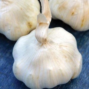 Garlic provence wight