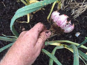 Mature garlic bulb