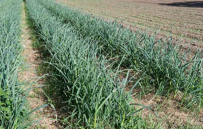 Garlic Field
