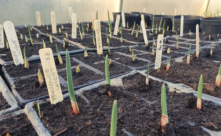 garlic in the polytunnel