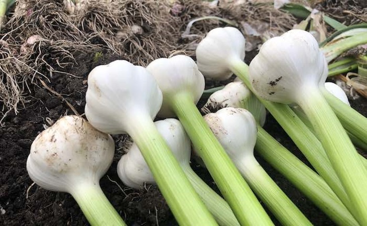 Lautrec garlic bulbs ready for storage